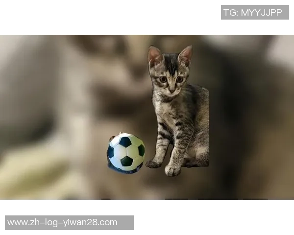 足球猫封面带你领略足球世界的奇妙与乐趣尽在其中